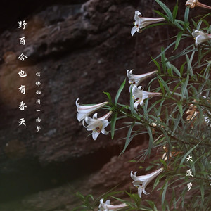 大菠萝 - 野百合也有春天(仿佛如同一场梦)