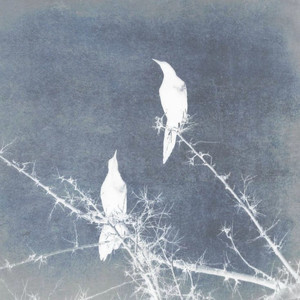 Vogel (Explicit)