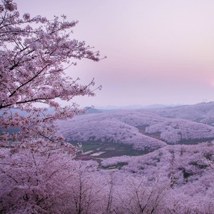 春天，樱花和你（Spring Day, Cherry Blossoms and You）