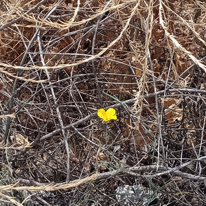 Deus Faz Tudo Outra Vez