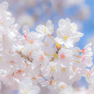 霄汉 - 一千年以后