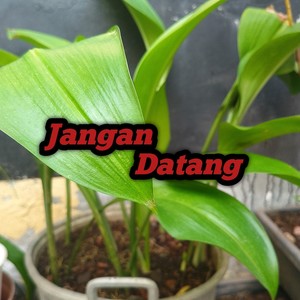 Jangan Datang