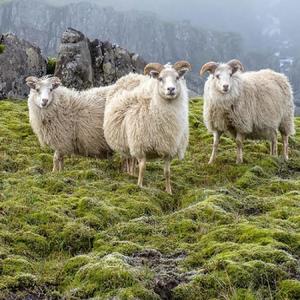 Yung Dew Sounds Like **** (Explicit)