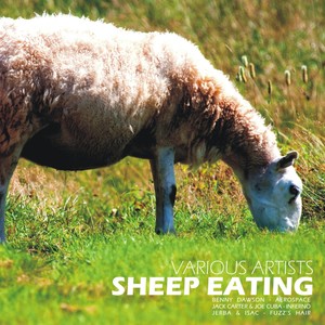 Sheep Eating