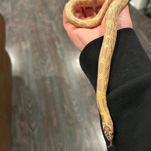 Slidin n skatin (Explicit)