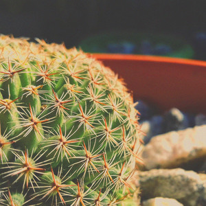 Cactus Bloom