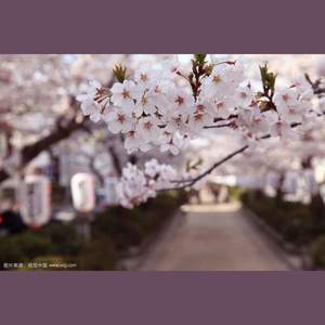 花枝春野