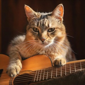 Peaceful Tunes: Guitar for Cats