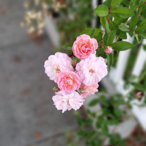 happiness (Kannada Jathiswaram)