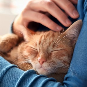 Sinfonía De Gatos Relajantes