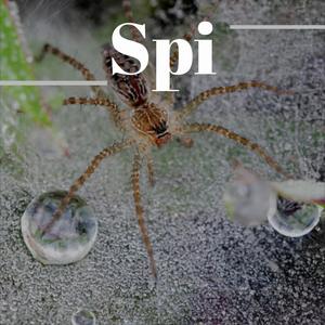 Spi