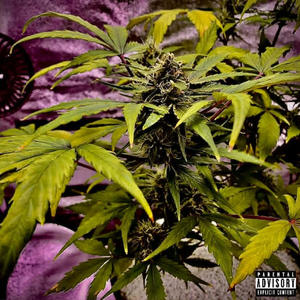 Kush (feat. That Kid Lando) (Explicit)