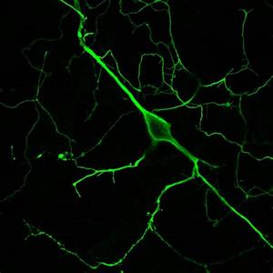 Slime Enough(feat. Deric) (Explicit)