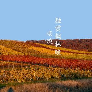 独赏枫林晚 (伴奏)