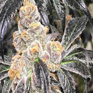 Chief It(feat. 3p Grizz) (Explicit)