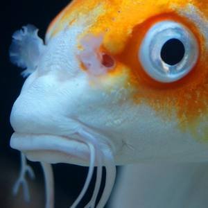 Megadon(feat. FKN SKZ) (Explicit)