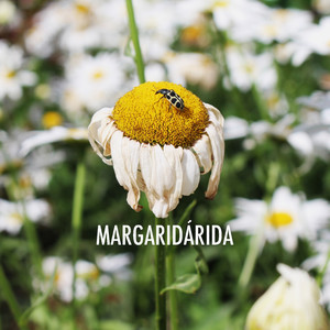 Margaridárida