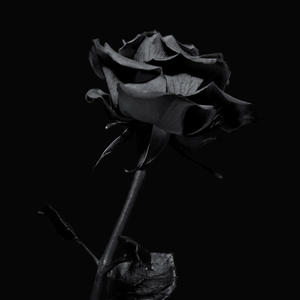 Black Rose (Explicit)