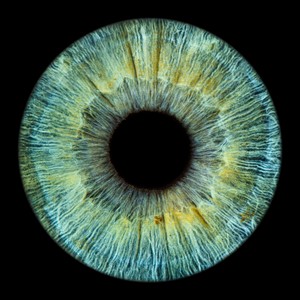 Tarantula (Explicit)