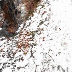 мерзкие черви (Explicit)