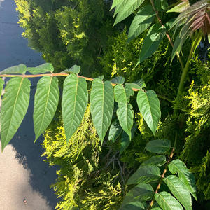 feet W Damiku & $tr4uss & sarah prod1cey (feat. Damiku & $tr4uss) (Explicit)