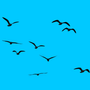 Birds