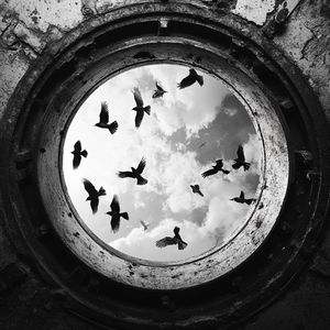 Птицы (Explicit)