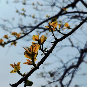 长风破浪会有时