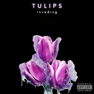 TULIPS (Explicit)