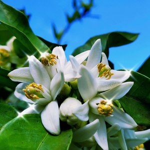 C小调创作小样 (Demo)