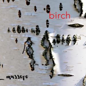 Birch