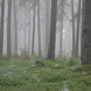 Deathly Hollows (Explicit)