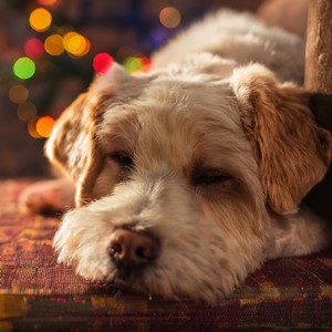 Momentos De Paz Para Perros