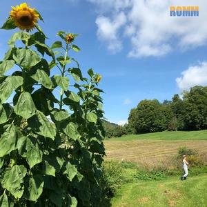 Sunflower FIelds