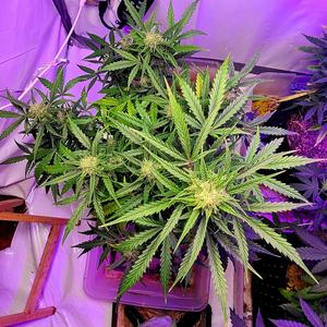 Ridin' Solo (Explicit)