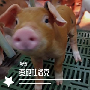 变成杜洛克 (Demo)