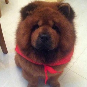 想对她说 (伴奏)