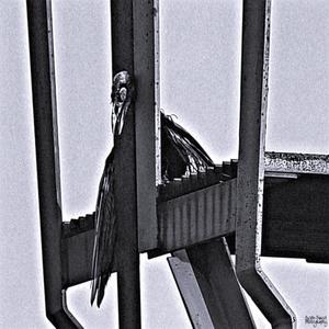 BLOODSHOT IN BLACK (Explicit)