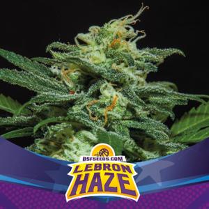 Lebron Haze