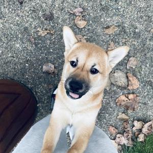 D i z z y (feat. Boto Bangaz) (Explicit)