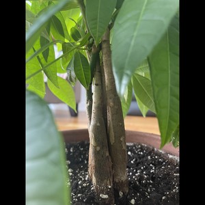 Emotional (Explicit)