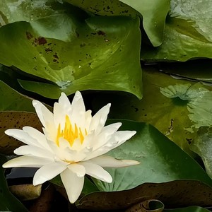 【箫】心上诗 (翻奏: 冰侍狐)