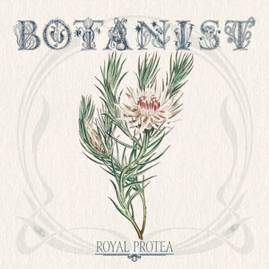 Royal Protea