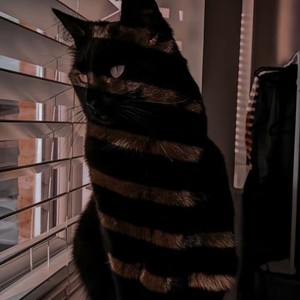 麦乐迪Shop - 压轴登场