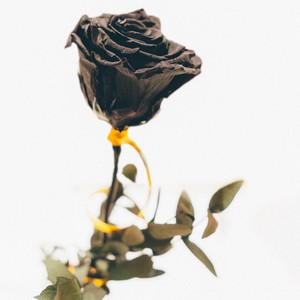 Rat(feat. King4low) (Explicit)