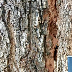 Threat (feat. Pross Boy) (Remix|Explicit)