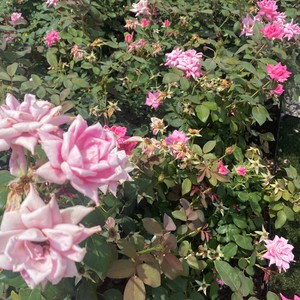 Mix mongos (Explicit)