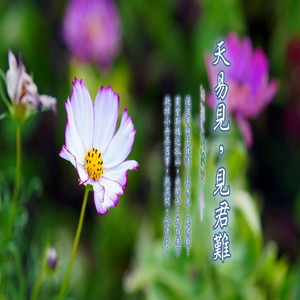 吹箫人去玉楼空 (加长版)