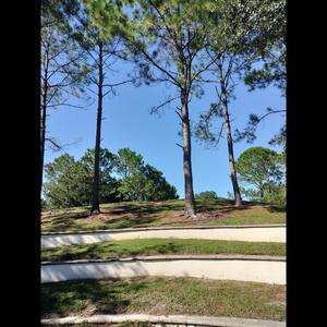 Sharp Christmas tree broken stars