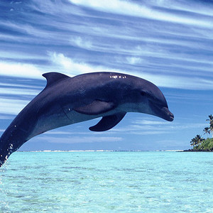 守乐者 - 爱情废柴